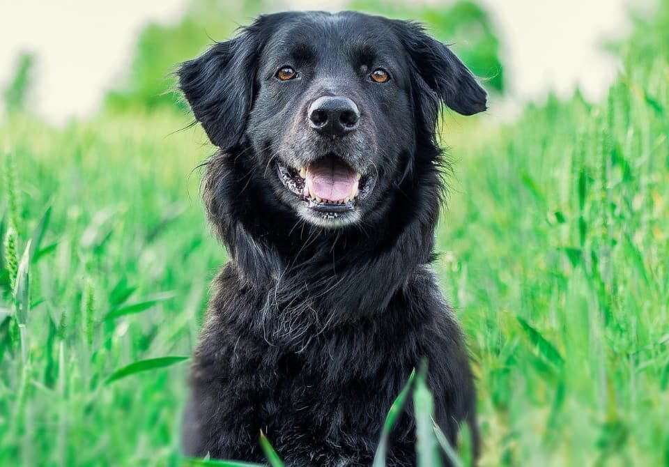 seguro responsabilidad civil para perros